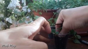 Кампанула. Вторая перевалка. Прищипка. Укоренение летом.