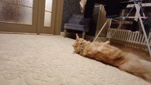 Как дрессировать своего кота. 1 часть