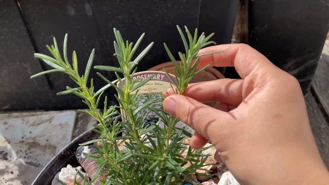 How to prune? With examples of how plants respond to a cut, persimmon, vegetables, hydrangea, etc смотреть онлайн