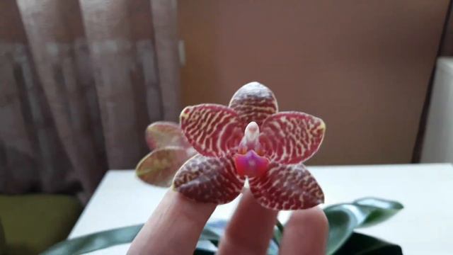 Фаленопсис Perfection IS. Oчень красивый, да ещё и пахнет👏👏👏