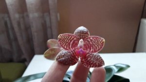 Фаленопсис Perfection IS. Oчень красивый, да ещё и пахнет👏👏👏