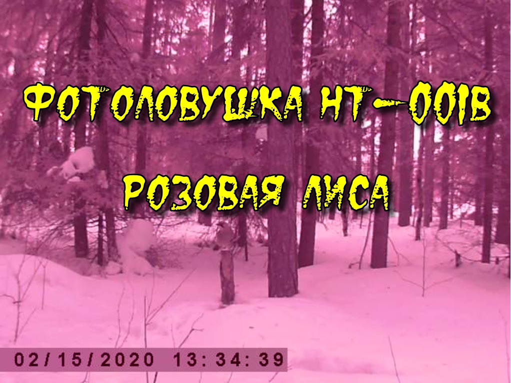 Фотоловушка февраль 2020. Розовая лиса. Suntek HT-001b
