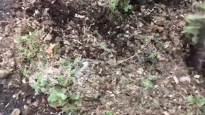 Осенняя посадка и пересадка гортензии