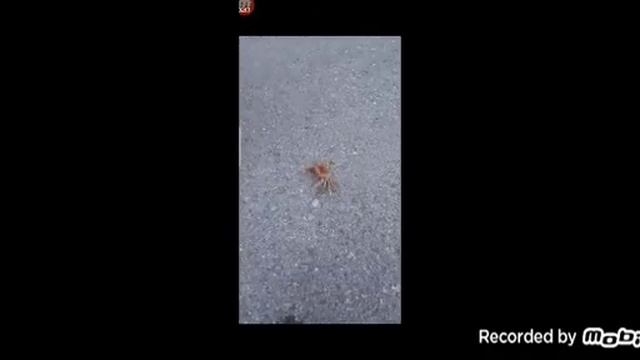 КРАБ и интересные факты о нём смотреть онлайн