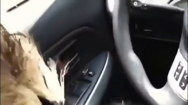 Прикольные животные. Ну очень смешно! смотреть онлайн