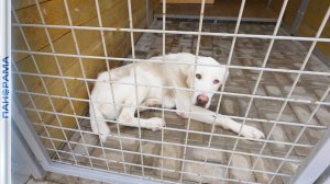 Новый проект зоозащитного движения будет оберегать домашних и бездомных животных от насилия