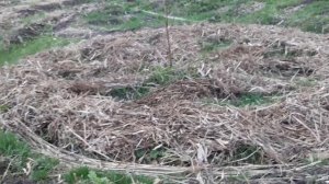 Пермакультура Разработка целины легко Ч.2 - Результат.  "удушающая прополка"