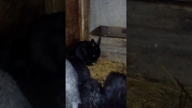 Семейство полтавских серебристых кроликов