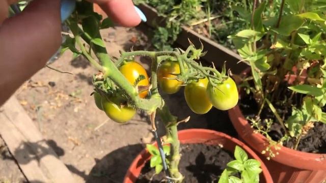 Мой сад в середине августа 🍉🍉🍉 смотреть онлайн