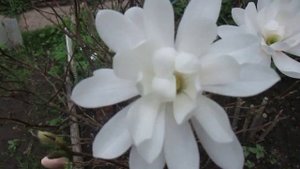 3 мая 2015г цветение магнолии «Кобус» в Серпухове