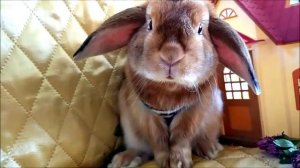 Кролики разговаривают ушами!