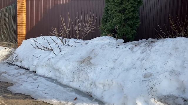 Розы. ???Способы передержки роз до посадки в грунт. ??? смотреть онлайн