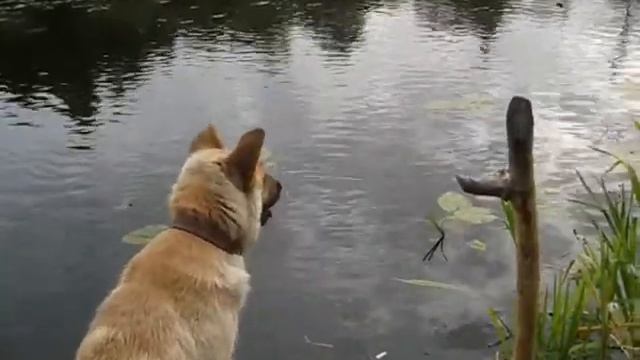 Первое плавание.wmv смотреть онлайн