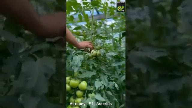 Розовоплодный томат Астериус сезон 2023. смотреть онлайн