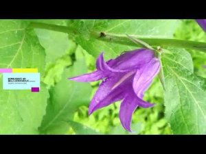 Bumblebees and bells,workaholic,шмели трудяги, колокольчики