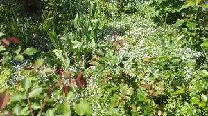 Цветущие, почвопокровные многолетники.