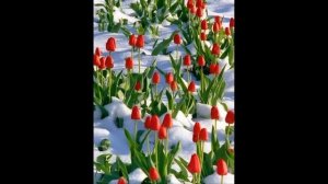 МИЛЫХ И ДОРОГИХ МНЕ ЖЕНЩИН С ЖЕНСКИМ ДНЕМ 8 МАРТА 73  (хорошая-я)