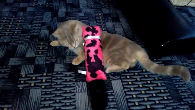 kong kickeroo отзыв, игрушка для кота.(Cats Love Kong Kickeroo???) смотреть онлайн