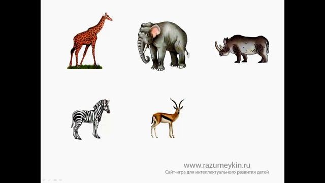 Животные Африки