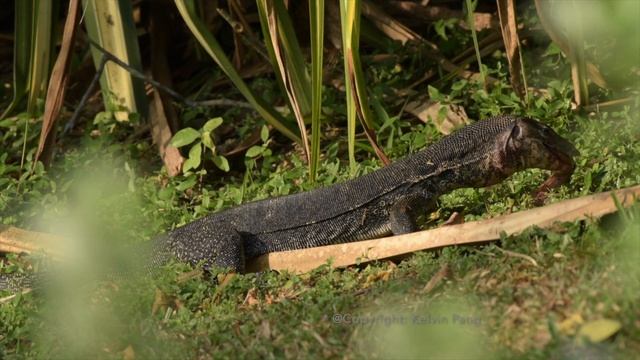 Singapore, monitor lizard eating an eel 8-Feb-19 смотреть онлайн
