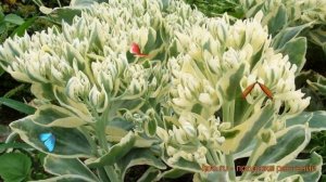 Седум гибридный Фрости Морн ? седум Фрости Морн обзор: как сажать саженцы седума Фрости Морн