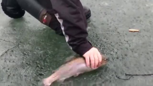 Поимка крупной форели на раттлин