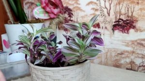 Традесканция "Нанук".Привожу в порядок после зимы.