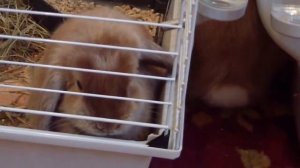 Копия видео Питомник карликовых вислоухих кроликов в Крыму "Веселая Лужайка