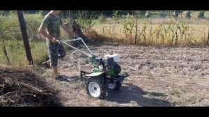 ФАЦЕЛИЯ сидерат Небывалый урожай картофеля после фацелии! СРОЧНО сейте сидерат огород ваш будет рад