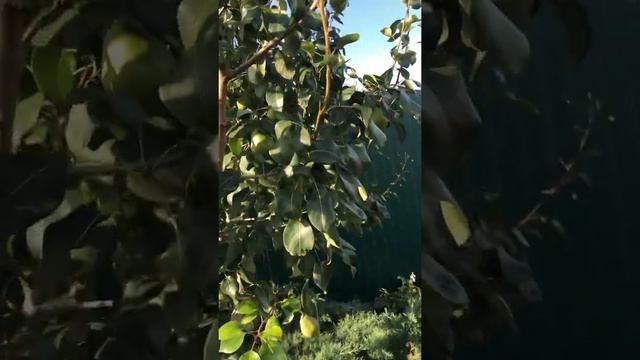 Груша Розовый бочек смотреть онлайн