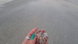 Sanibel Island! PART 1 | GIANT SHELL SHELLING! | SWF | Horse Conch Find | WE FOUND A GIANT SHELL!