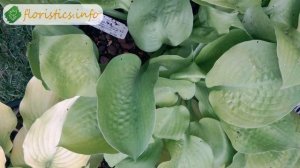 Цветок хоста – уход и посадка, хоста из семян