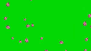 ?ЛЕПЕСТКИ И РОСИНКИ. Футаж. Хромакей. Зелёный экран. Chroma Key. Green Screen..mp4