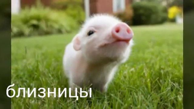 Твоё животное по знаку задиака смотреть онлайн