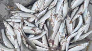 СУПЕР МОРСКАЯ РЫБАЛКА НА МОРЕ ЛОВЛЯ КРАСНОПЁРКИ! (морская рыбалка)