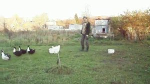 наглая курица 1