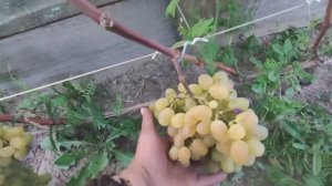 Сибирь! Снимаем урожай винограда?!!! Обзор ранних и ультра-ранних сортов и гибридных форм.