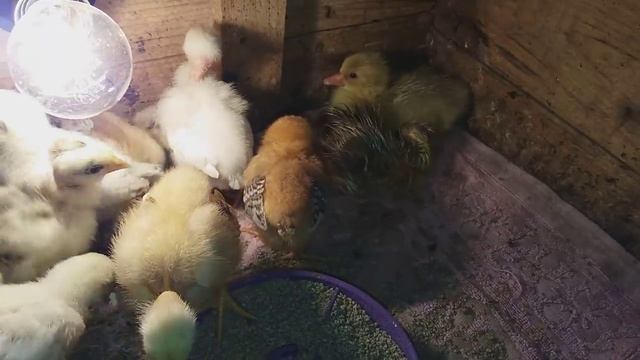 Первые гусята 2019 ))) смотреть онлайн