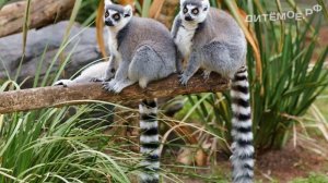 Кошачий лемур. Энциклопедия про животных для детей. Тропики