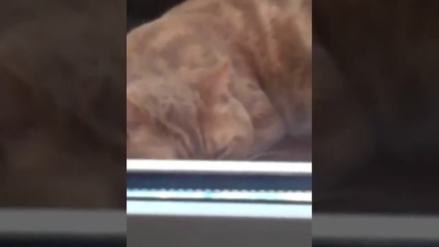 Вау!!! Кролик бегает быстро:0