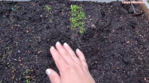 СЕМЕНА МОРКОВИ ВСХОДЯТ МЕНЬШЕ ЧЕМ ЗА НЕДЕЛЮ ПРИ ТАКОМ ПОСЕВЕ.