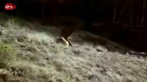 Бургутлар овлари