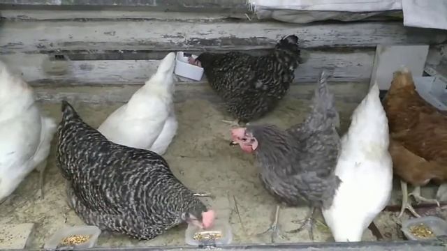 сало в корм курам для яйценоскости