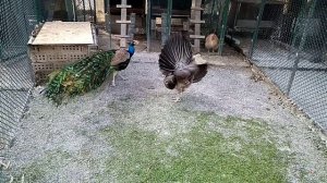 Самка павлина возбуждает самца