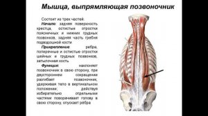 Проблемы позвоночника. Урок №2 Почему болит копчик