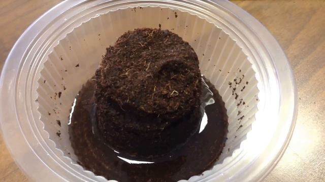 Разбухание торфяной таблетки