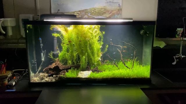 ADDING A NEW 60 GALLON PLANTED AQUARIUM to the Classroom Fish Room смотреть онлайн