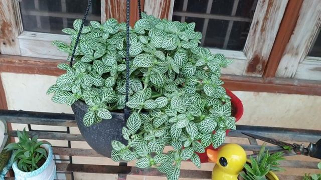 Best Shade Loving Plant - Fittonia / Nerve Leaf Plant || How to Grow and Care Fittonia Plant смотреть онлайн