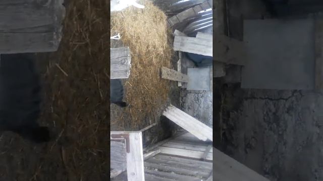 Животные козлята смотреть онлайн