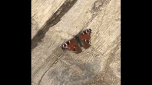 Бабочки Подмосковья. #бабочки#подмосковье#Butterfly